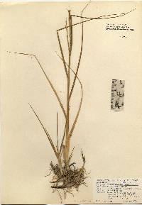 Spartina alterniflora image