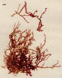 Acrosorium ciliolatum image