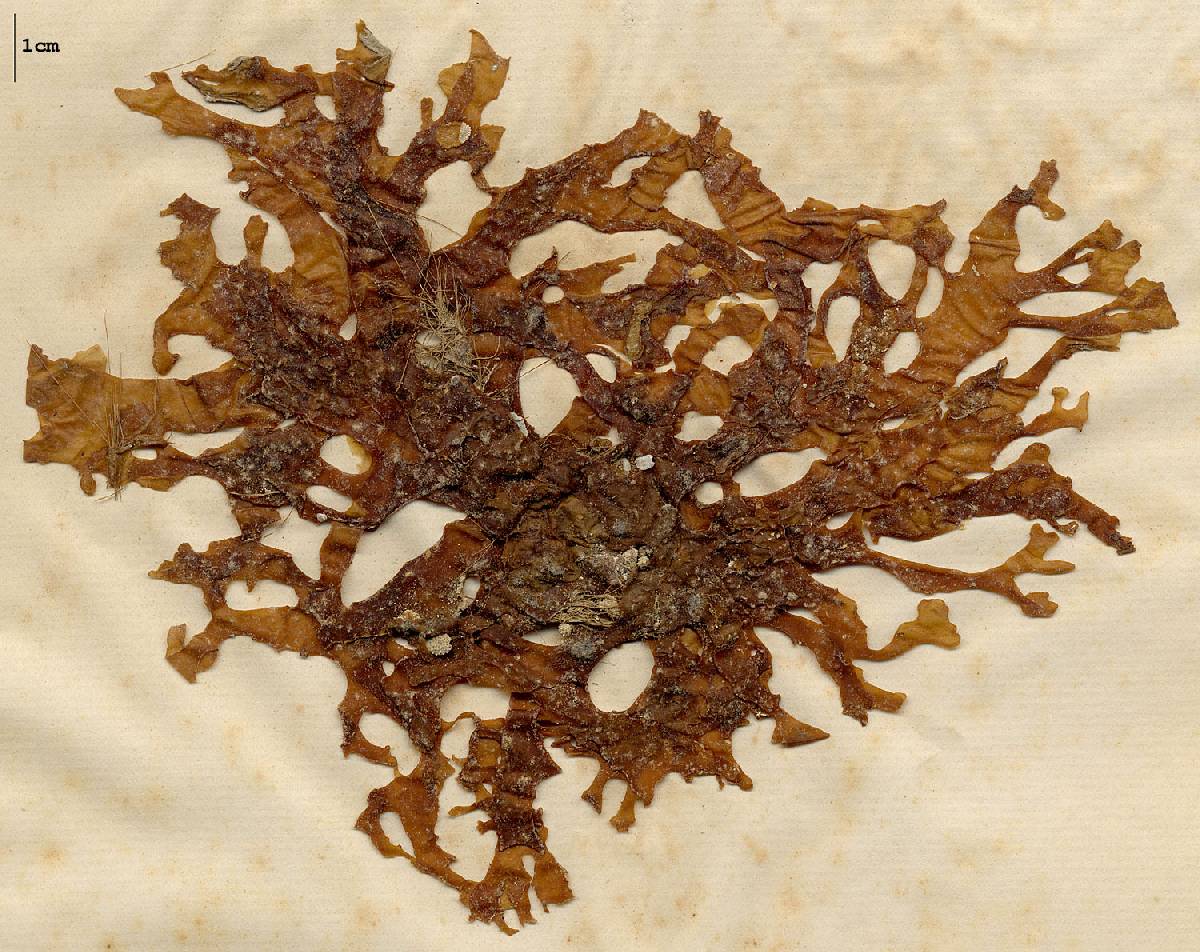 Sebdenia monardiana image