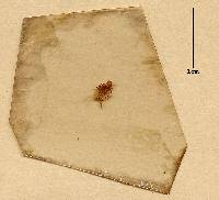 Stylonema alsidii image