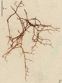 Bryothamnion seaforthii f. imbricatum image