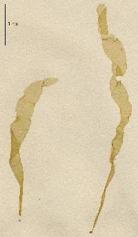 Ulva linza image