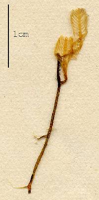 Caulerpa antoensis image