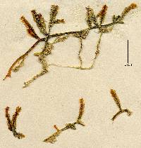 Caulerpa antoensis image