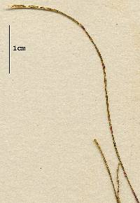 Chaetomorpha picquotiana image