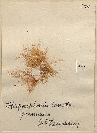Herposiphonia secunda image