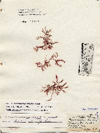 Bonnemaisonia hamifera image