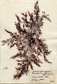 Polysiphonia flexicaulis image