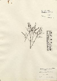 Vertebrata nigra image