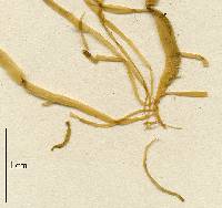 Ulva intestinalis image