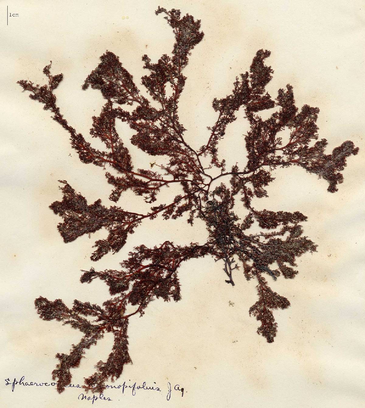 Sphaerococcaceae image