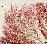 Seirospora interrupta image