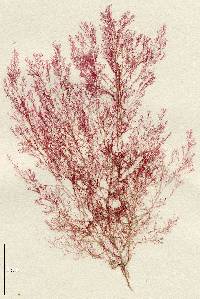 Seirospora interrupta image