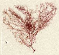 Seirospora interrupta image