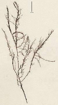 Vertebrata nigra image