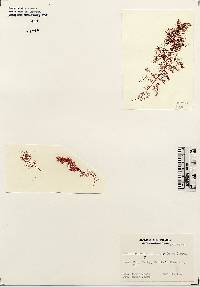 Gloiosiphonia capillaris image
