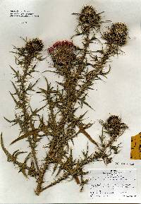 Image of Cirsium vulgare