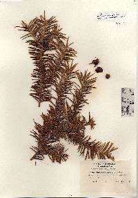 Image of Taxus cuspidata