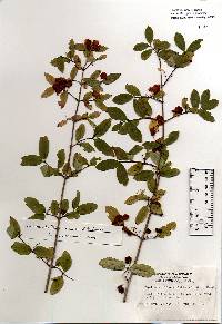 Image of Lonicera morrowii