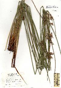 Juncus effusus image