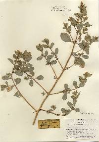 Atriplex cristata image