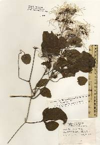 Clematis terniflora image