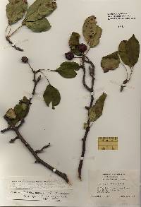 Image of Malus prunifolia