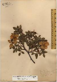 Rosa carolina subsp. carolina image