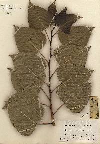 Image of Populus deltoides
