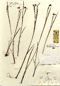 Image of Sisyrinchium atlanticum