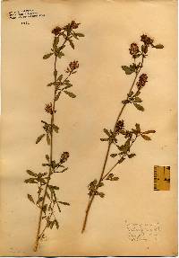 Image of Medicago sativa