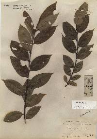 Salix pentandra image