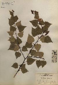 Image of Betula pubescens