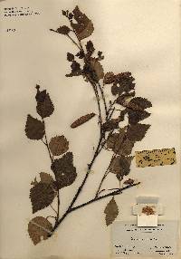 Image of Betula pendula