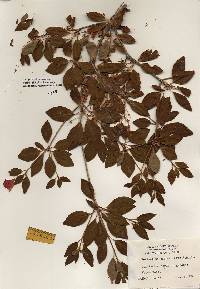 Image of Enkianthus campanulatus