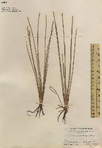 Eleocharis robbinsii image