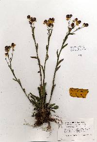 Image of Helenium flexuosum
