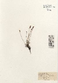 Image of Schizaea pusilla