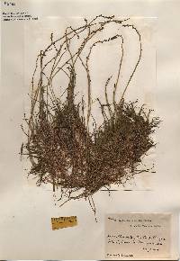 Myriophyllum tenellum image