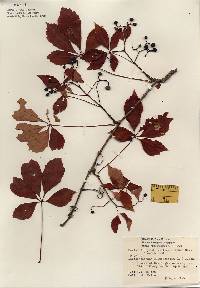 Parthenocissus quinquefolia image