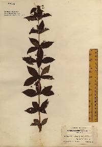 Lysimachia quadrifolia image