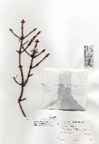 Image of Picea mariana