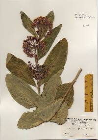 Asclepias syriaca image