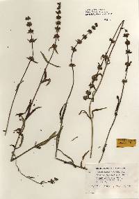 Stachys hyssopifolia image