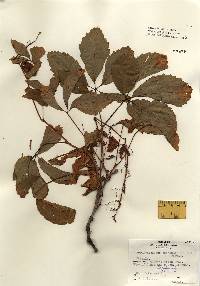 Parthenocissus quinquefolia image