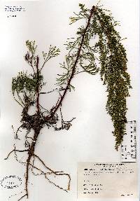 Image of Artemisia caudata