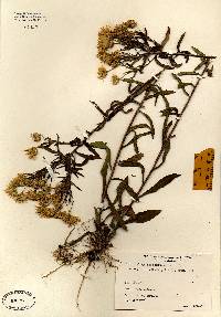 Image of Chrysopsis mariana