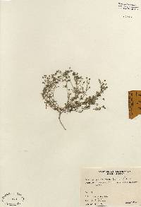 Image of Spergularia rubra