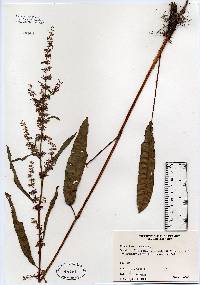 Rumex crispus image