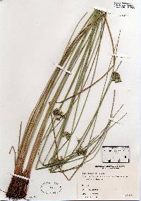 Juncus effusus image